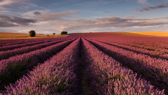 Lavender Field England Desktop Background Wallpaper 970x550 Wallpaper Teahub Io