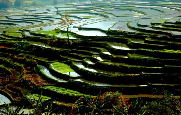 Photo Wallpaper Nature, Water, China, Vegetation, Rice - Rice Fields In ...