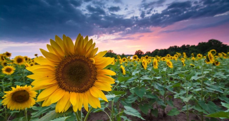 Sunflower Field Red Sunset - 1920x1200 Wallpaper - teahub.io
