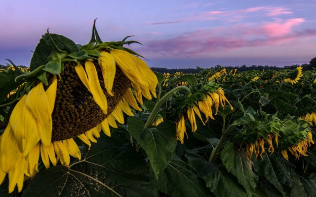 Cash Crop - 1920x1200 Wallpaper - teahub.io