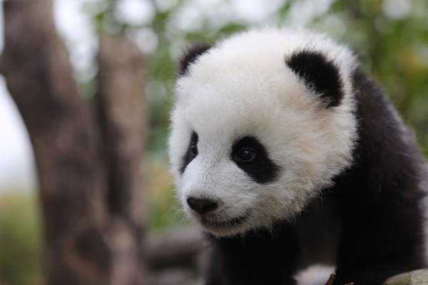 Cute Real Baby Panda 1680x1050 Wallpaper Teahub Io