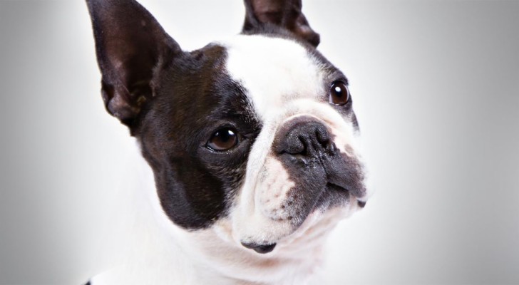Preview Boston Terrier - 1216x668 Wallpaper - teahub.io