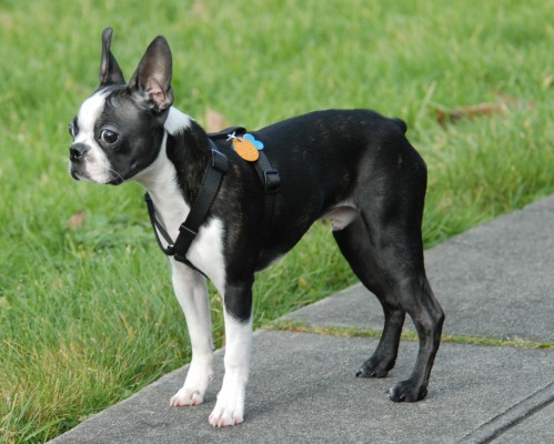 teacup boston terrier full grown