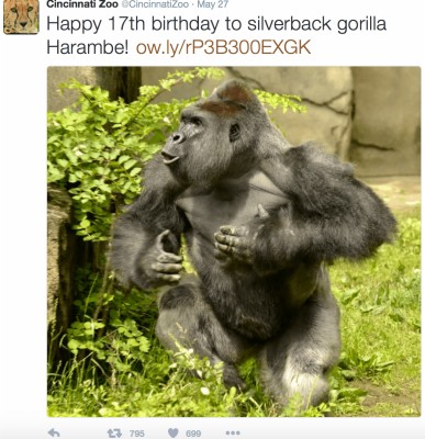 The Gorilla That Had To Die Because Of Neglectful Parents - Animals Playing Instruments - 1146x1184 Wallpaper The Gorilla That Had To Die Because Of Neglectful Parents - Animals Playing Instruments - 1146x1184 Wallpaper