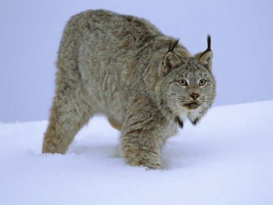 Lynx, Big Cats, Mammals, Animal Messages And Totems, - Wild Cat In Snow ...