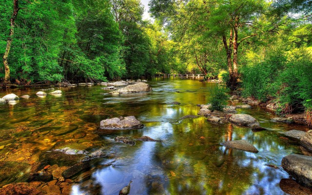 Clear River In Forest - 2560x1600 Wallpaper - teahub.io