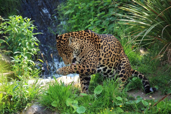 Animal Carnivore Cat Free Photo - Wild Animals Images Download ...