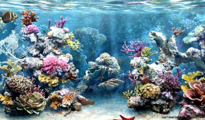 Www Free Live Downloads Com Wallpapers And Background - Aquarium In A ...