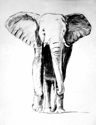 Elephant Sketch, Drawing, Carbon, Pencil, Painting, - ภาพ วาด ช้าง ขาว 