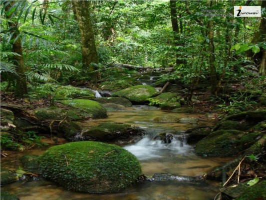 Temperate Rainforest In Asia - 1024x768 Wallpaper - teahub.io