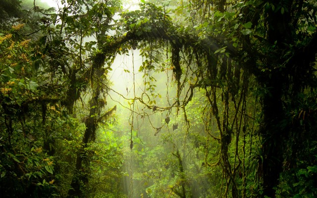 Amazon Forest Pc Wallpapers, Amazon Forest Cover - Monteverde Costa