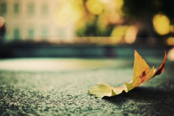 Maple Leave Falling On Empty Road - Bheed Mein Tanhai Mein Quotes -  1050x700 Wallpaper 