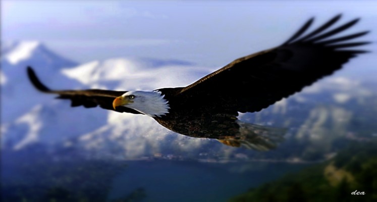 golden eagle flying wallpaper