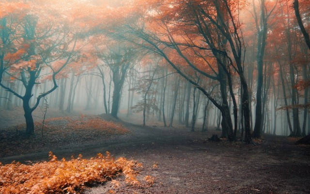 Spooky Fall Forest - 1600x1000 Wallpaper - teahub.io