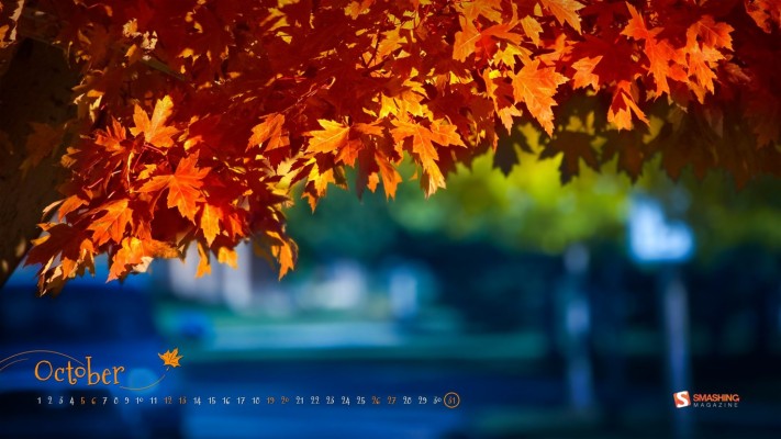 October Is About Trees Revealing Colors - 2560x1440 Wallpaper - teahub.io