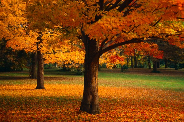 Beautiful Nature Background Wallpapers - Fall Computer Backgrounds ...