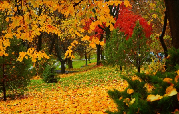 Photo Wallpaper Autumn, Trees, Park, Fall, Foliage, - Autumn - 1332x850 ...