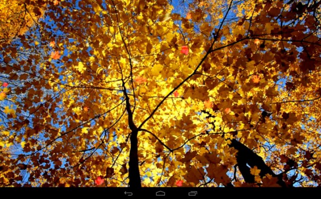 Autumn Wallpaper For Android - 1000x1600 Wallpaper - teahub.io