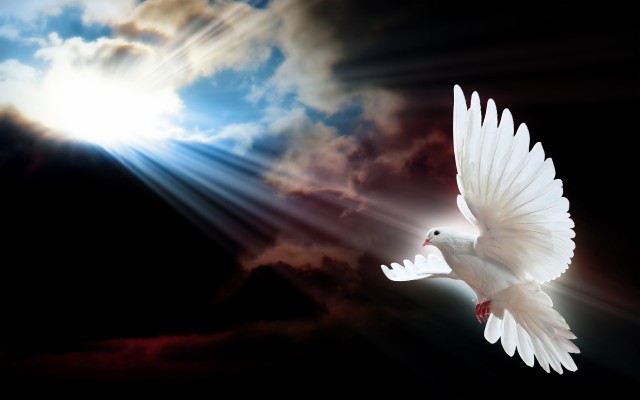 Doves Images Dove Hd Wallpaper And Background Photos - Doves Background ...