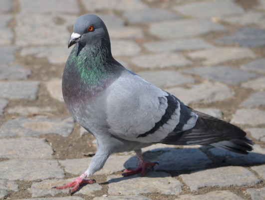 Indian Pigeon - 3763x2830 Wallpaper - teahub.io