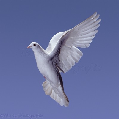 Flying Pigeon Photography - 1104x1104 Wallpaper - teahub.io