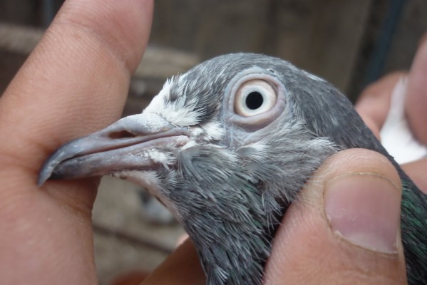 White Eye Pigeon Wallpaper Hd - 1600x1067 Wallpaper - teahub.io