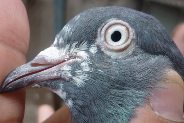 tippler pigeons eye sign