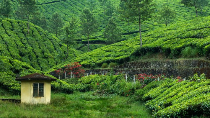 Sylhet Tea Garden Bangladesh - 1920x1080 Wallpaper - Teahub.io