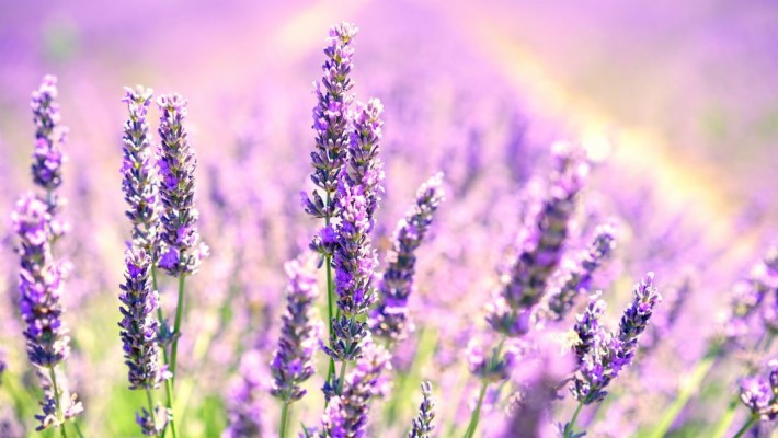 Android, Iphone, Desktop Hd Backgrounds / Wallpapers - Lavender Field ...