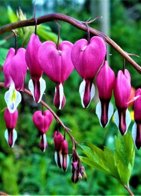 Flowers With Heart Wallpapers For Whatsapp - Flower Wallpaper For ...