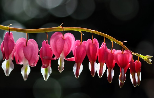 Photo Wallpaper Macro Light Flowers The Dark Background Pacific Bleeding Heart 1332x850 Wallpaper Teahub Io