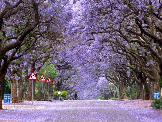 Jacaranda Street Pretoria - 1024x768 Wallpaper - teahub.io