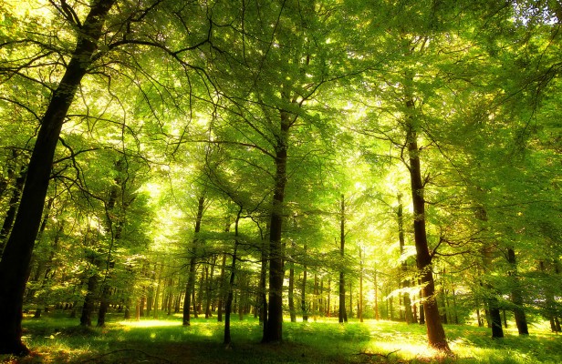 Woodland Scene Wallpaper - 1000x1000 Wallpaper - teahub.io