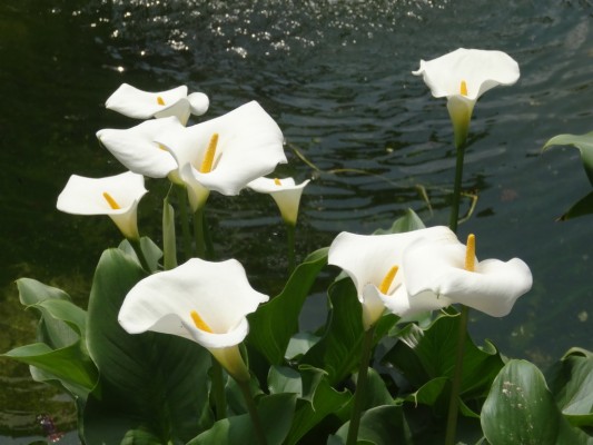 Arum Lily Flower Hd - 1024x768 Wallpaper - teahub.io