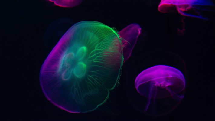 Underwater Glow Jellyfish Wallpaper Oboi Na Honor 9 Lite 1125x2436 Wallpaper Teahub Io