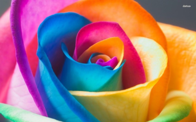 Real Multi Colored Roses - 900x598 Wallpaper - teahub.io