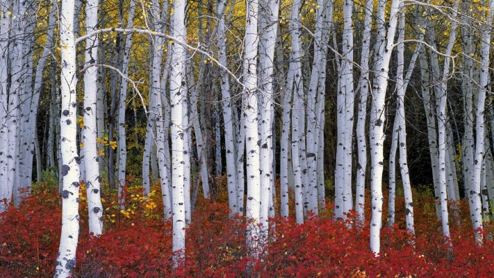 Download 1920x1080, Birch Forest Wallpaper Hd For Pc Nature - Teahub.io