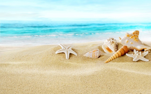 Seashells On Sand Beach Wallpaper For Widescreen Desktop - Beach ...