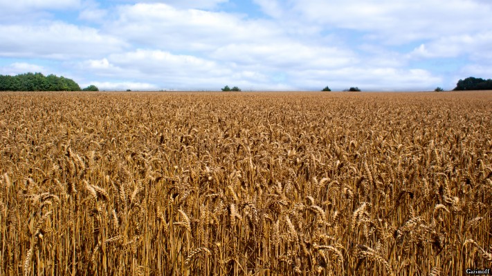 Cash Crop - 1920x1080 Wallpaper - teahub.io