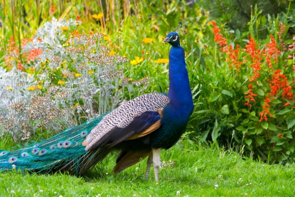 peacock-national-symbols-of-india-1698x1131-wallpaper-teahub-io