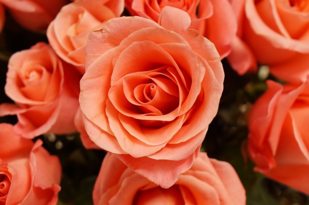 Rosas, Wallpaper, Belleza - Garden Roses - 960x637 Wallpaper - teahub.io