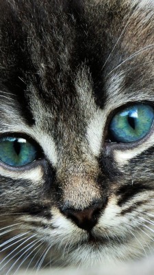 Download Wallpaper Cat Face Eyes Color Sony Xperia Fond Ecran Chat Samsung 600x1066 Wallpaper Teahub Io