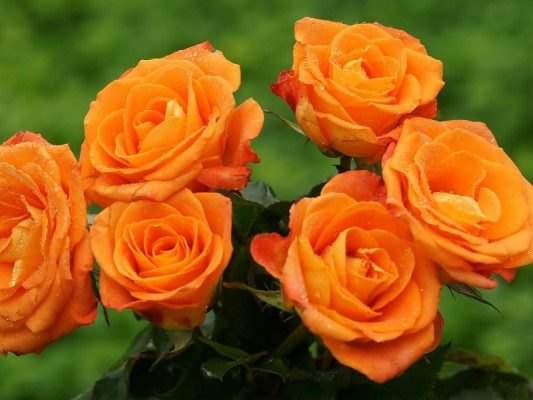 Naranja Rosas Wallpaper Fondo De Pantalla - Rose Day Rose In Every ...