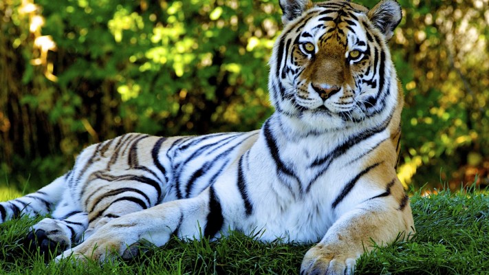 Tiger Hd Images Downloads 1500x1474 Wallpaper Teahub Io
