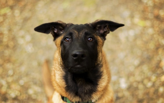 Belgian Malinois, Close-up, Cute Animals, Pets, Dogs, - Belgian ...