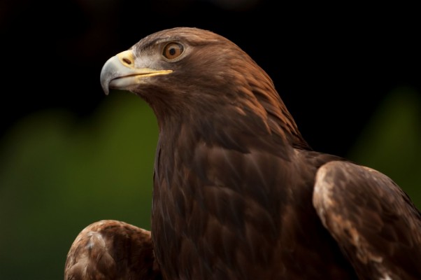 Golden Eagle Wallpaper Hd 1080p 2048x1360 Wallpaper Teahub Io