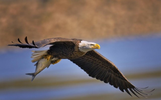 Photo Wallpaper Water, Bird, Eagle, Fish, Flight, Catch, - Eagle - 1332x850  Wallpaper 