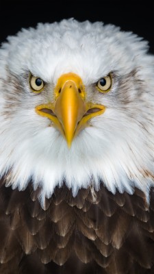 Eagle Wallpaper Hd Iphone 1440x2560 Wallpaper Teahub Io