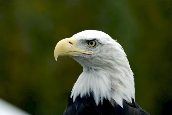 529071 American Eagle Hd Wallpaper In High Resolution - Bald Eagle ...