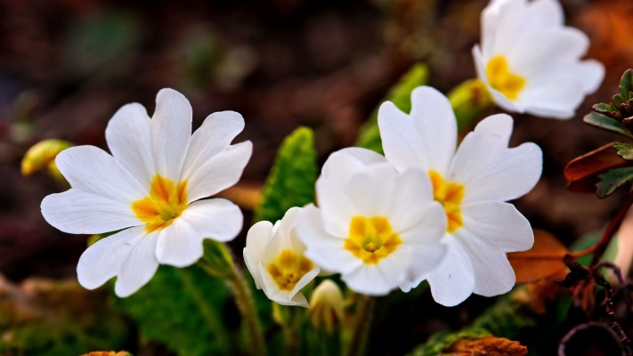 A Few White Spring Flowers - 1366 X 768 Flowers  - HD Wallpaper